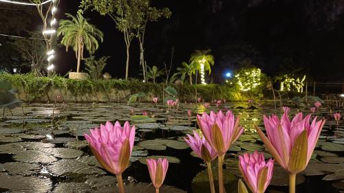 a bunch of pink flowers in a pond at night at Hoang Minh Mountainside Villa in Ninh Binh