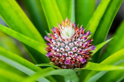 a close up of a small pineapple plant at Beunavista Villas in Buenavista