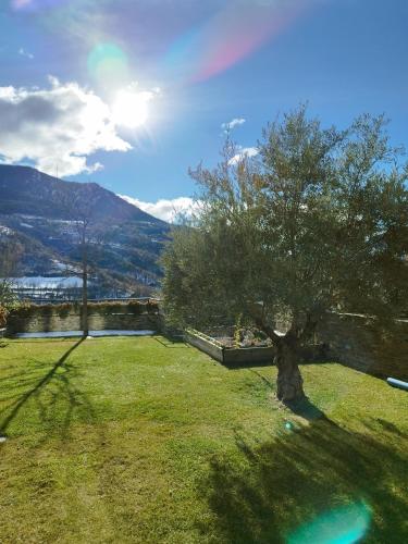 a tree in the middle of a grassy field with a mountain at Casa Rural La Comella in Tirvia