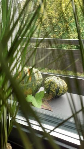 two gourds sitting on a window sill next to a plant at Zaciszny Zakątek Zawoja in Zawoja