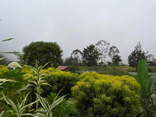 a garden with green bushes and trees in the background at Rinconcito de Paz, Cedral, Pérez Zeledón in Cedral
