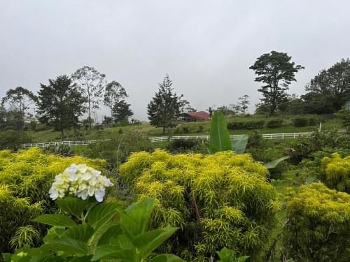 a garden with yellow plants and white flowers at Rinconcito de Paz, Cedral, Pérez Zeledón in Cedral