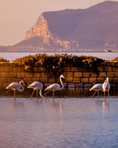 a group of flamingos walking in the water at Il Canto Di Iside in Marsala