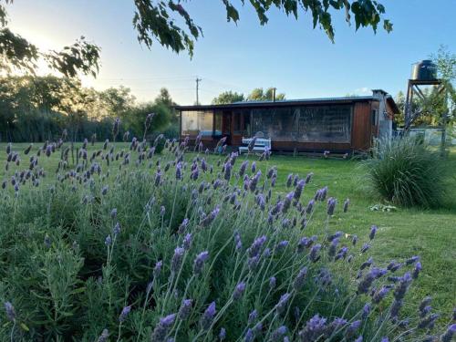 een veld van paarse bloemen met een gebouw op de achtergrond bij La Alegría in Alegre