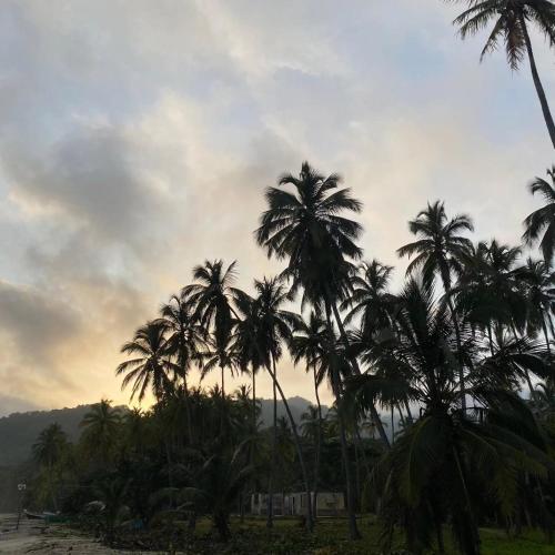a group of palm trees on the beach at Los Achiotes Hostal - Palomino in Palomino