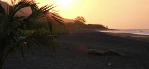 a sunset on a beach with a palm tree at Treetops in Cambutal