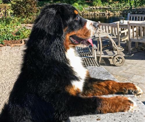 a large dog sitting on a bench next to a bench at Hoeve Hulsbeek: genieten van de natuur en de rust in Geetbets