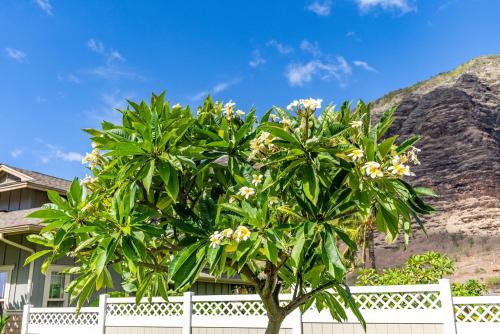 a tree in front of a house with a white fence at @Marbella Lane-Pōmaika'i LoveNest Ocean+MT View in Waianae