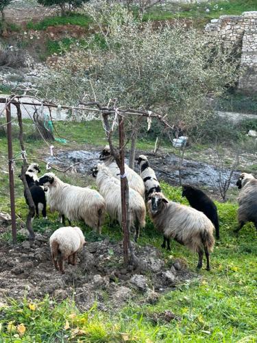 a herd of sheep standing next to a tree at Hostel on the Hill - by Filikuri Beach in Himare