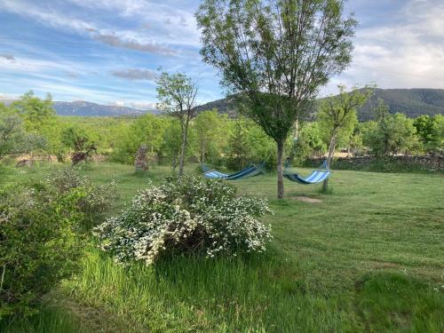 two hammocks in a field of grass with trees at LA SOLANILLA -Casas Rurales in Torre Val de San Pedro