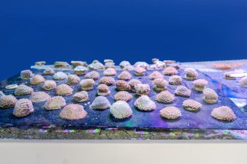 a tray of muffins sitting on a blue table at voco Dubai Monaco, the Heart of Europe by IHG in Dubai