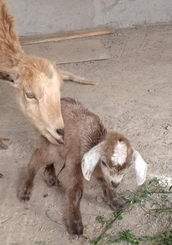 a baby goat standing next to its mother at Kech-Montana in Mzoudia