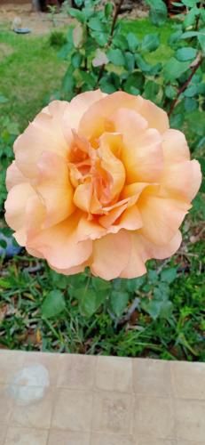 a large peach colored rose in a garden at Kech-Montana in Mzoudia