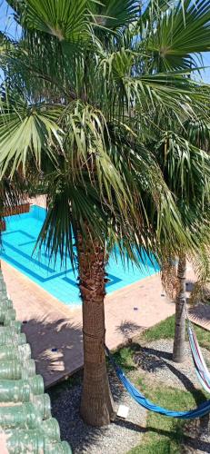 two palm trees with a hose next to a pool at Kech-Montana in Mzoudia