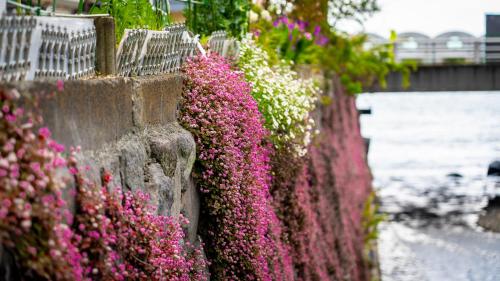 a bunch of pink flowers on a stone fence at Geisha House Atami - fireworks view in Atami