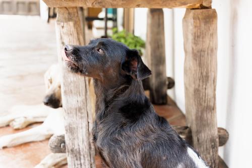 a dog sitting next to a wooden structure at Boutique Hotel Rancho Los Lobos in Jimena de la Frontera
