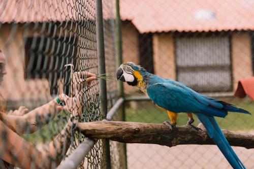 Binatang di penginapan di ladang atau berdekatan