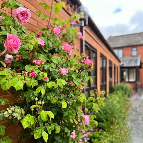a bush of pink roses on the side of a building at Vast, Elegant Home with Indoor Pool & Sauna near Popular Golf Course in Kington