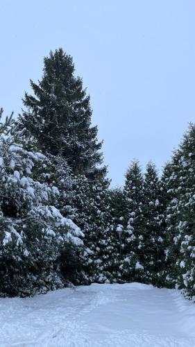 a group of trees with snow on them at NOCLEGI-SPŁYWY BUGIEM in Sławatycze