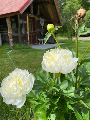 Fotografie z fotogalerie ubytování Trapper John's Cabin & Cottages v destinaci Talkeetna
