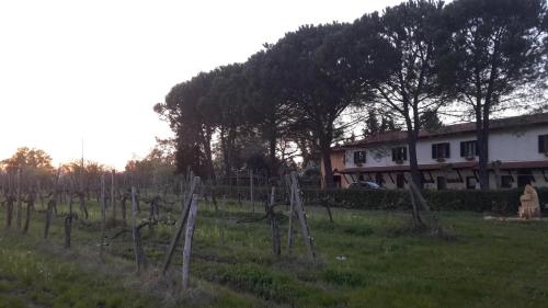 a vineyard with trees and a house in the background at Artenatura BeB in Terranuova Bracciolini