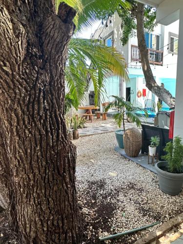Zahrada ubytování Hotel Caracol Isla Mujeres
