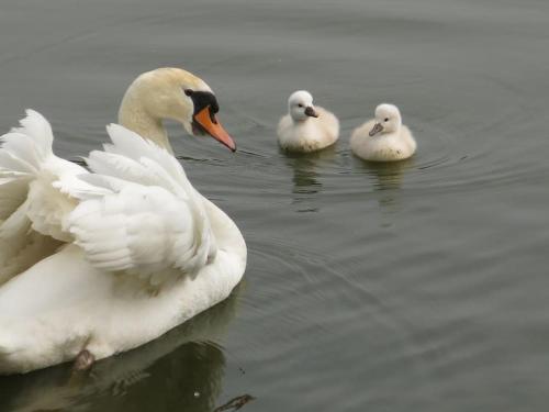 three white ducks are swimming in the water at Te Lande, vakantiehuis in Veurne
