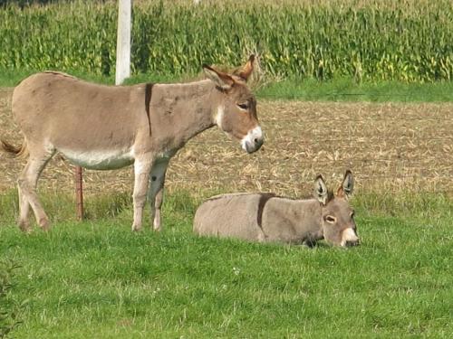 two animals standing in a field of grass at Te Lande, vakantiehuis in Veurne