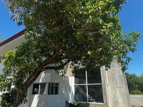 a tree in front of a white house at Casa Kamima near playa Conchal! in Brasilito