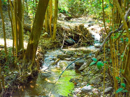 a stream of water in a forest with trees at Apart Entrepiedras in Merlo