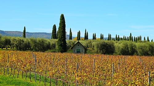 a vineyard with a house in the middle of a field at Agriturismo La Sovana in Sarteano