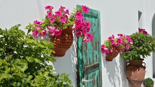 a group of potted flowers hanging on a wall at Villa Anna Maria in Aliki