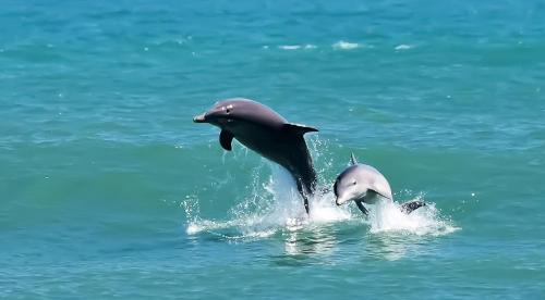 two dolphins jumping out of the water at Black Dolphin Inn in New Smyrna Beach