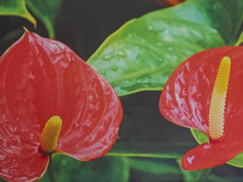 a red flower with drops of water on it at Hotel Boutique Flores y Gemas in Mérida