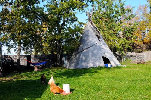 two dogs standing in the grass next to a tent at Base Camp Anchorage Hostel in Anchorage