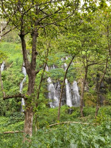 une cascade au milieu d'une forêt plantée d'arbres dans l'établissement Ti kaz peruches, à Saint-Pierre