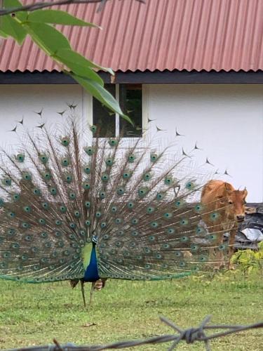 a peacock standing in the grass next to a cow at Peacock Garden by Nature Hideout Mirissa in Mirissa