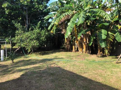 a garden with a banana tree with a hose at El bungaló in Tecolutla
