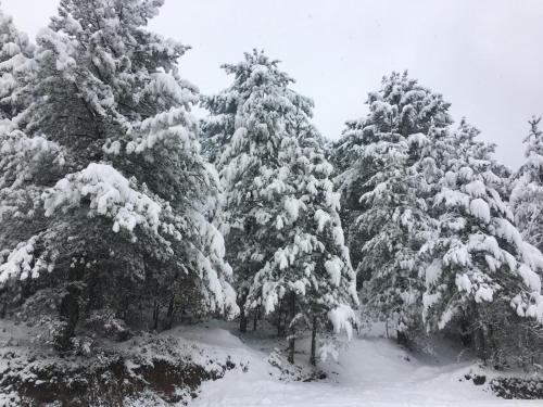 un groupe de pins recouvert de neige dans l'établissement Kazdağ Göknar Otel, à Yenice