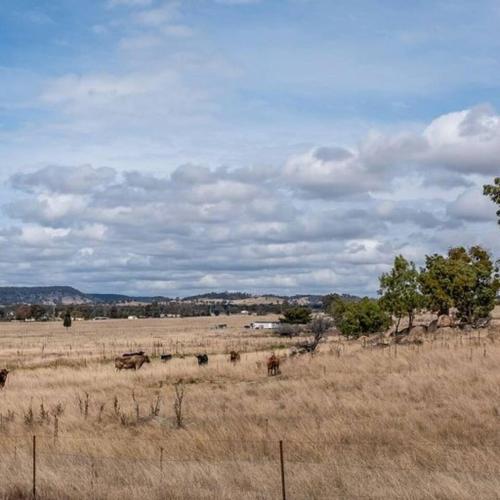a field with animals in the middle of a field at Private Rural Solace at Saje Farm in Cooks Gap in Mudgee