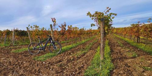 a bike parked in a field next to a vineyard at B&B Mandorla Amara in Gioia del Colle