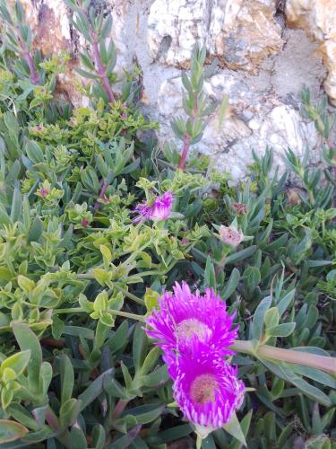 a group of purple flowers in front of a rock at Lispusada Agriturismo Adults Only in Biancareddu