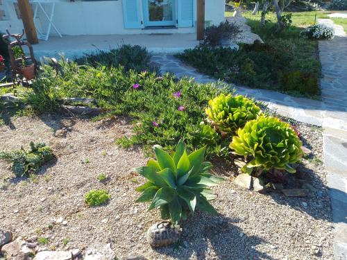a garden with flowers and plants in front of a house at Lispusada Agriturismo Adults Only in Biancareddu