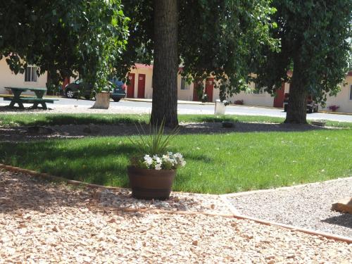 a potted plant sitting on the ground in a park at Travel Inn in Canon City