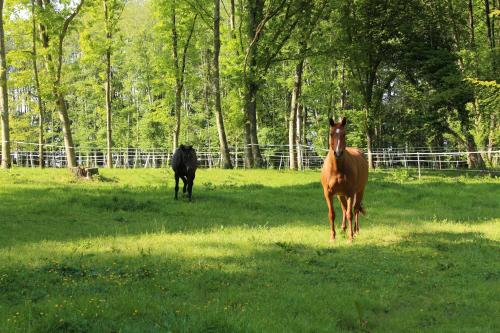 Foto Domaine de l'Olympe 6