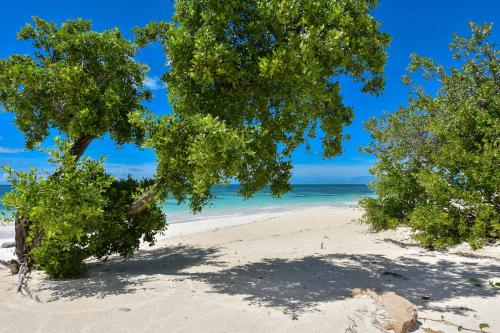 a beach with trees and the ocean in the background at Barbuda Cottages in Codrington Village