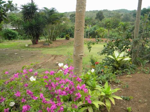 a garden with pink flowers and a tree at Centro Vacacional RECREASANA in Puerto López