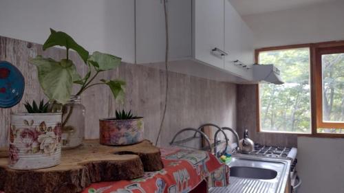 a kitchen with a table with a potted plant on it at Tan Ushuaia 2 in Ushuaia