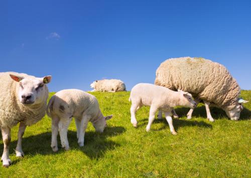a herd of sheep grazing on a grassy field at Puur Texels 9a in De Koog