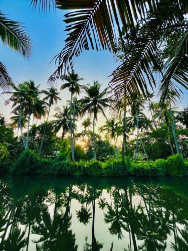 a group of palm trees reflected in a body of water at Riverrootsstays in Munroe Island